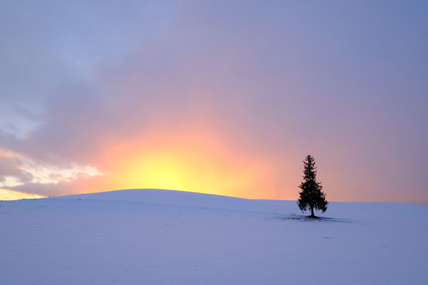 The Lonely Christmas Tree