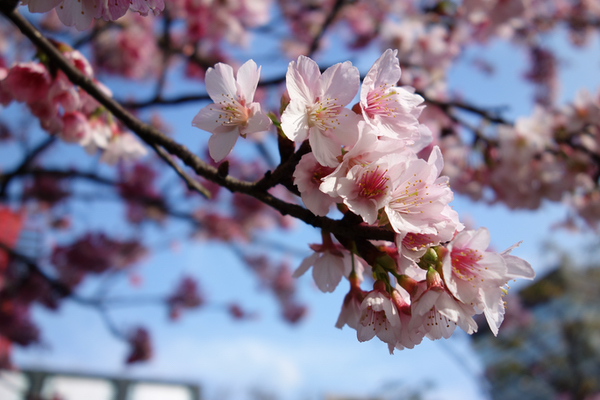 Spring Whispers